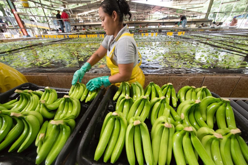 Exportación bananera costarricense llega a récord histórico en el 2020